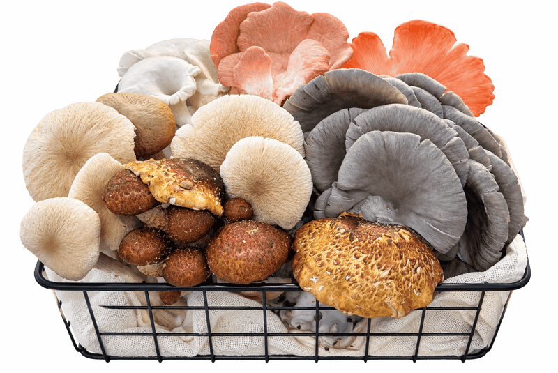 Mushroom Bouquet